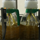 Dos garrafas llenándose de aceite de oliva virgen extra.