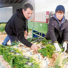 El Guardià Calçots, a la Guàrdia d'Urgell, va començar la campanya de vendes a començaments de desembre.