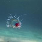 'Turritopsis dohrnii', la medusa immortal.
