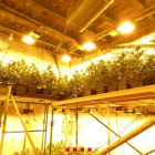 Imagen de archivo de una plantación de marihuana descubierta en la Noguera.