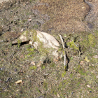 Un cabirol mort en unes comportes al Canal d'Urgell a Agramunt.