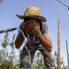 Un agricultor de Mollerussa es refresca durant una sufocant jornada de recol·lecció de pera