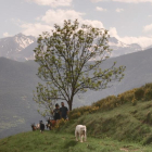 Al Pallars Sobirà, la ramaderia continua sent fonamental.
