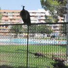 Los pavos reales frecuentan estos días el recinto de las piscinas al aire libre de Mollerussa.