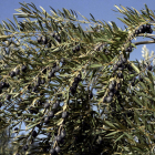 L'oli d'orujo d'oliva redueix el colesterol i el perímetre de la cintura