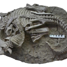 Un inusual fósil muestra la evidencia de un mamífero atacando a un dinosaurio