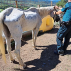 Dos d'investigats a l'Alt Urgell per un presumpte delicte d'abandó animal