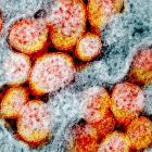 Micrografia electrònica de transmissió de partícules del coronavirus SARS-CoV-2, aïllades d'un pacient en els primers mesos de la pandèmia.