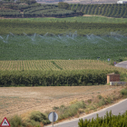 Camps de panís a Albesa dins de l’àrea regable de l’Algerri-Balaguer.