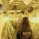 Agentes de los Mossos d’Esquadra en una de las plantaciones de marihuana desarticuladas. 