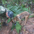 Un perro del Ejército participa en la búsqueda de los menores. 