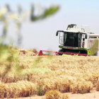 Imagen de archivo de una cosechadora en un campo de cereal en el término de Alfés.