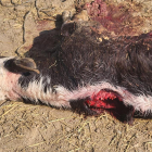 Uno de los animales muertos en la granja de Soses.