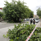 El árbol que cayó ayer sobre un coche en la avenida Doctor Fleming de Lleida ciudad.  