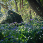 Imatge d'arxiu de l''aconitum napellus', conegut com tora blava.