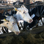 En el Alt Urgell y la Cerdanya hay 79 explotaciones y la producción es de 69.000 litros de leche anuales.