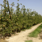 Un campo de manzanas en Térmens, en la Noguera.