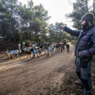 Francesc Roca pastura el ramat de cabres pels boscos de Fulleda. És l’únic pastor actiu en aquest municipi.