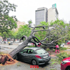 Un arbre caigut per les pluges i el vent a l’Hospitalet de Llobregat.