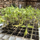 Plantel de tomateras de la variedad 'redonda' recuperada en el Pallars Sobirà.