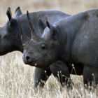 El rinoceront negre d'Àfrica, oficialment extingit