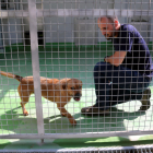 El dinamitzador del Refugi dels Peluts de Lleida, Arnau Siscart, amb un dels gossos que acull el centre.
