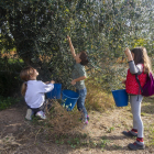 Los más pequeños participaron en la actividad y recolectaron aceitunas del árbol. 