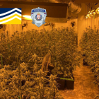 Plantes de marihuana confiscades en una de les operacions.