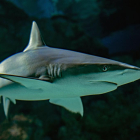 Los tiburones avistados serían de la especie tintorera