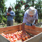 La recol·lecció de la poma gala va començar l’any passat a principis del mes d’agost.