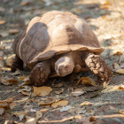 Les tortugues poden arribar a viure centenars d'anys.