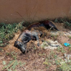 Cadàver d'un gos mort a Balaguer