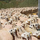Un rebaño de ovejas en Sant Esteve de la Sarga.