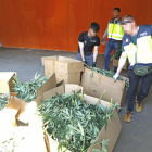 Imatge de part de la marihuana decomissada ahir per la Policia Nacional.