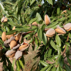 La superficie de almendros crece en todo el Estado.