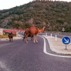 El dromedari al costat de dos bous a la carretera N-II.