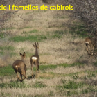 La setmana passada es van poder veure tres cabirols a la plantació d’ametllers de la finca Vall de Secà.