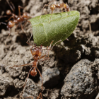 Algunas hormigas caminan siguiendo patrones