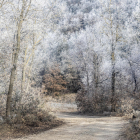 Imatge d’un bosc congelat a Llobera, al Solsonès.