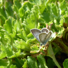 Un exemplar d’una papallona ‘Aricia nicias’, en perill d’extinció.