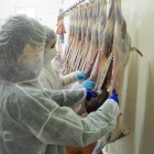Dos estudiantes de Veterinaria haciendo prácticas en el matadero de Alfarràs.