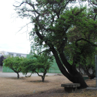 Parte de los terrenos al aire libre de Cal Sant, de propiedad municipal desde el pasado abril.