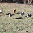 “Los animales invaden sin control fincas privadas”  -  Vecinos de Junyent y Castellàs del Cantó aseguran que los caballos y yeguas “invaden fincas privadas sin control”, como se puede ver en la imagen. La fauna salvaje, principalmente los ...