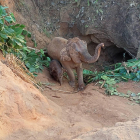 Salvan a una elefanta y su cría tras caer en un hoyo de 5 metros en Tailandia