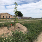 Una de les casetes del canal d’Urgell al seu pas per Arbeca amb arbres plantats i passarel·la nova.