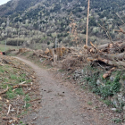 Imatge dels arbres talats a Esterri d’Àneu.