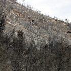 Controlado el incendio originado en Mequinenza, que ha afectado a más de 450 hectáreas entre Aragón y Catalunya