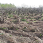 Males herbes seques en una finca abandonada de la partida Cunillàs.