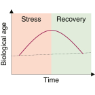 El estrés aumenta la edad biológica, pero se normaliza al desaparecer