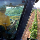 El cultivo ecológico mayoritario en Catalunya es el del viñedo, con 29.000 hectáreas en total.